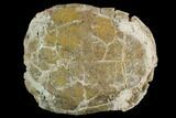 Fossil Tortoise (Testudo) - South Dakota #129249-2
